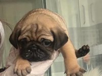 SAHİBİNDEN PUG YAVRUMUZ