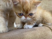 Exotic shorthair yavru erkek 2 aylık