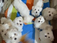 Bembeyaz 3 ay anne sütü almış maltese terrier bebekler