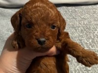 Dark brown anne altından toy poodle Kore kan