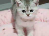 Güzel british shorthair kızlarımıza yeni sahibini arıyoruz