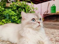 Scottish Extra Longhair Uzun Tüy Mavi Göz
