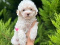 Maltipoo Yavrularımızı Canlı Görerek Alabilirsiniz