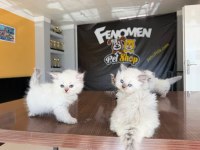 Show kalite chinchilla yavru kediler Ankara