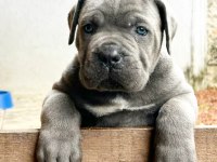 Çiftliğin efsane cane corso yavruları kapıda ödemeli