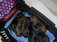 Özenle seçilmiş eşleşmeden doberman Yavruları