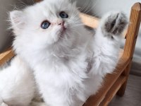 British longhair ny1133 erkek