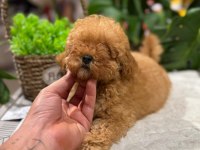 LİTTLEPAWS FARKIYLA ORJİNAL TOY POODLE APRİCOT