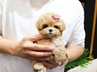 FİNCAN BOY MALTİPOO BEBEKLERİM KAPIDA ÖDEMELİ
