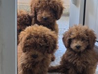 Toy poodle bebekleri