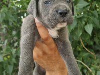 Şampiyon torunu Cane corso yavrularım