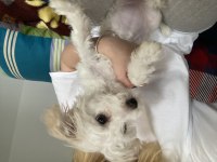 TÜM AŞILARI TAM 8 AYLIK DİŞİ YAVRU MALTİPOO