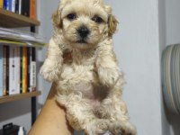 Maltipoo bebekler