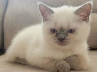 British shorthair bluepoint 3 aylık yavrular