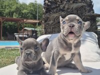 French Bulldog Yavruları İstanbul