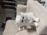 British Longhair 30 Mayıs Doğumlu