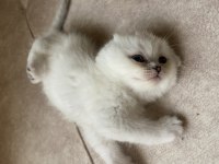 45 günlük scottish fold yavrular iletişime geçebilirsiniz