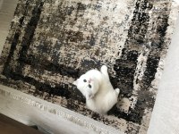 Minnoş kızım british shorthair