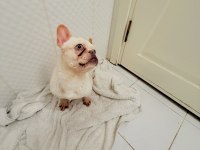 Dişi lilak tan platinum french bulldog