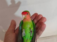 Acil satılık sevda papağanı