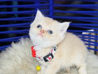 British shorthair krem rengi yavru