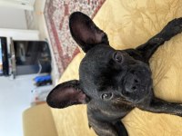 Dişi Fransız Bulldog
