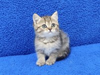 TESLİME HAZIR MÜKEMMEL BİR BRİTİSH PONÇİK 