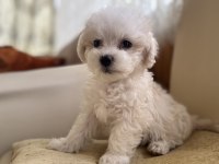 Köpeğimize acil yuva arıyoruz