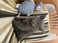 Çok sağlıklı oyuncu 75 günlük british shorthair