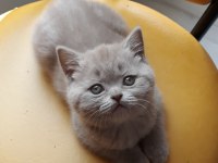 British Shorthair lilac cinsi