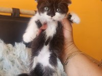 BSH ve SFLH Dişi Ve Erkek Yavru Kediler İzmir