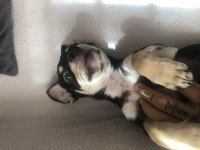 chihuahua şivava ADANA