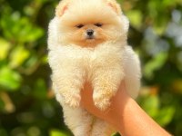 Irk ve Sağlık Garantili Orjinal Pomeranian Yavruları