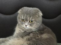 Scottish Fold Kedime Eş ARIYORUM