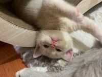 British shorthair erkek kedime yuva arıyorum