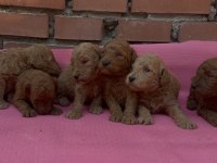 SHOW GÜZELLİKTE SAFKAN TOY POODLE YAVRULAR