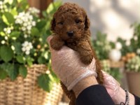 RED TOY POODLE YAVRULARIMIZ