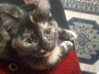 2.5 AYLIK GÜZELLİK KEDİMİZ YUVA ARIYOR