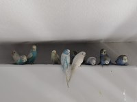 Muhabbet kuşu yavrularımıza yeni yuva