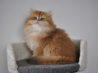 Şecereli Golden British Longhair ny12 dişi 3 aylık