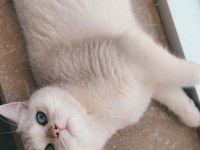 Yetişkin 1 dişi ve 1 erkek kedi ücretsiz sahiplendirilecek