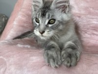 Maine coon erkek pet şecereli