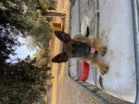 Belçika malinois