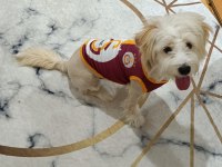 Evcil 6 aylık maltipoo
