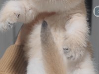 British Shorthair Kedisi
