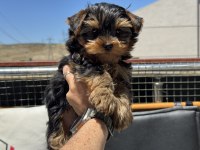 Petmode Köpek Çiftliğinden  Tea Cup Yorkshire Terrier