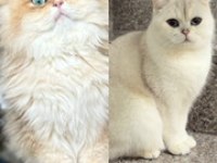 BRİTİSH SHORTHAİR GOLDEN BEBEKLER