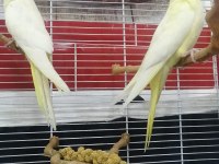Lutino kırmızı göz takım sultan papağanı
