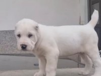 Bu yavruları kaçıran pişman olur