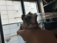 Dişi erkek ginepig (gine domuzu) her ile gönderim var